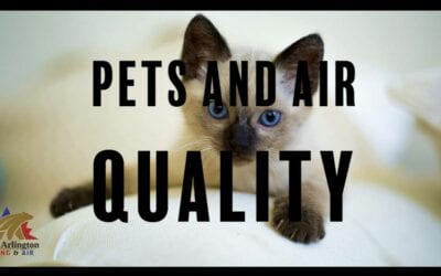 Pet Owners: How to Keep Pets and Keep Healthy Air Quality